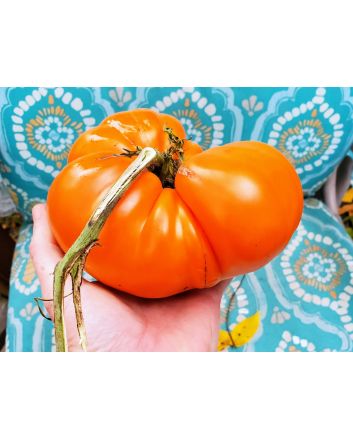 Tomato 'Amana Orange' Seeds (Naturally Grown)