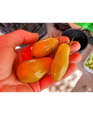 Tomato 'Green Plum' AKA 'Prune Verte' Seeds (Naturally Grown)