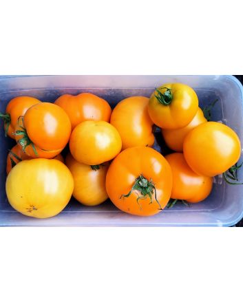 Tomato 'Nebraska Wedding' Seeds (Naturally Grown)