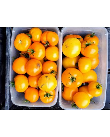 Tomato 'Nebraska Wedding' Seeds (Naturally Grown)