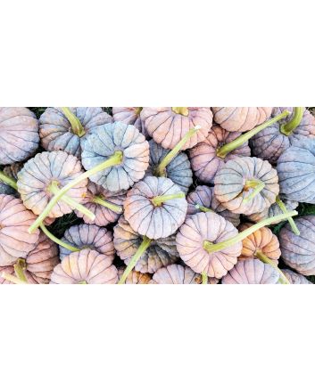 Pumpkin 'Black Futsu' Seeds (Naturally Grown)
