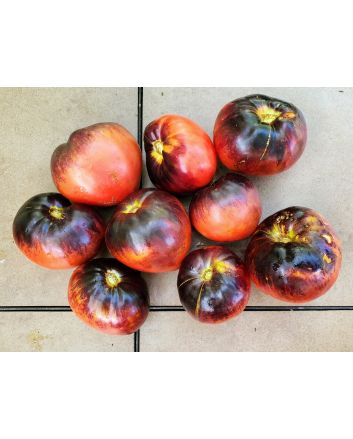 Tomato 'Sgt. Pepper's'