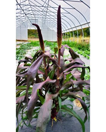 Ornamental Purple Millet Seeds (Naturally Grown)
