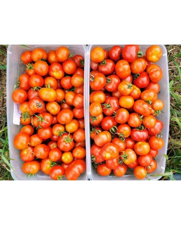 Tomato 'Santorini' 