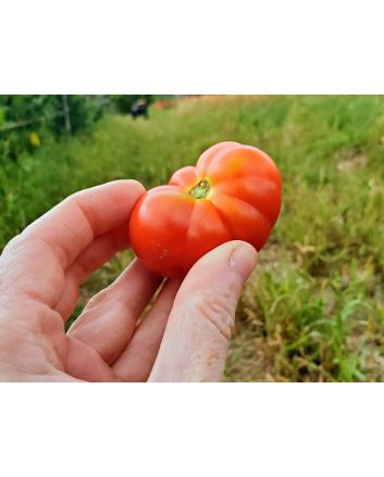 Tomato 'Santorini' 