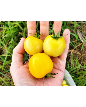 Tomato 'Dr. Carolyn' Seeds (Naturally Grown)