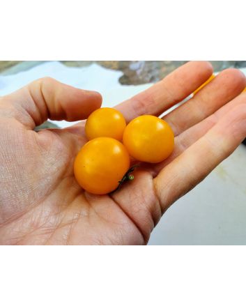 Tomato 'Orange Hat' (Micro) Seeds (Naturally Grown)