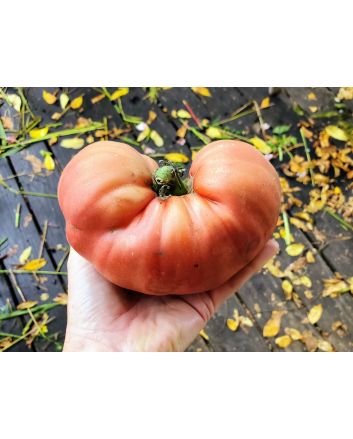 Tomato 'Cherokee Rose' Seeds (Naturally Grown)