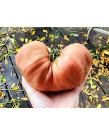 Tomato 'Cherokee Rose' Seeds (Naturally Grown)