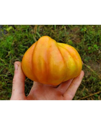 Tomato 'Polish Pastel' 