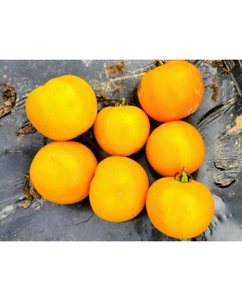 Tomato 'Amish Yellow'