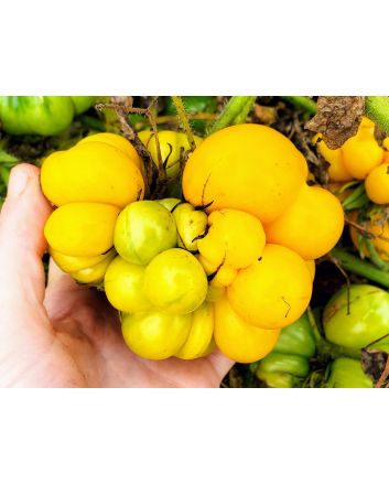 Tomato 'Yellow Reisetomate' 