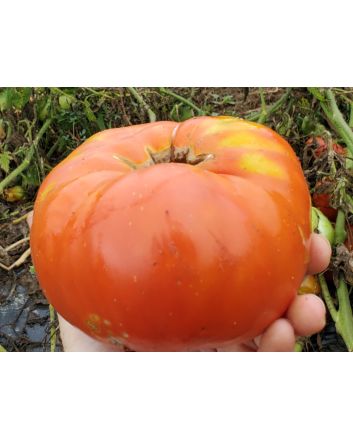Tomato 'Red Brandywine, Potato Leaf' 