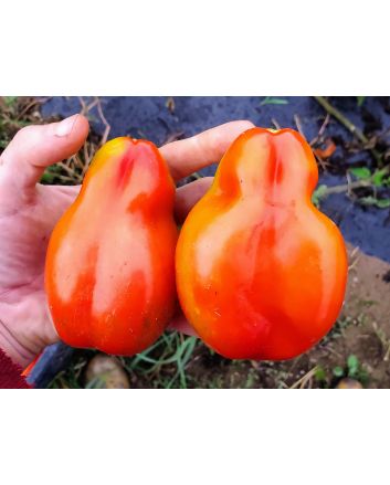 Tomato 'Scatalone 2'