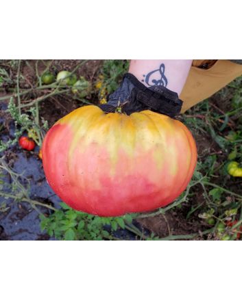 Tomato 'Ponderosa Pink' 