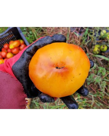 Tomato 'Old German' 