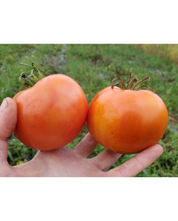 Tomato 'Sioux' 