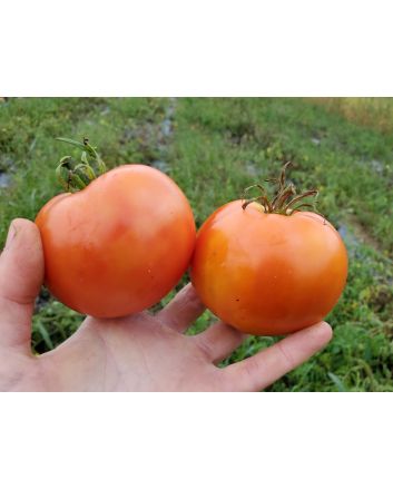 Tomato 'Sioux' 