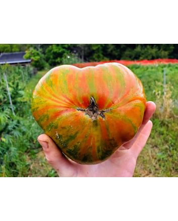 Tomato 'Summer of Love' Seeds (Naturally Grown)