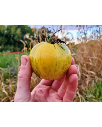Tomato 'White Zebra' AKA 'Blonde Boar' Seeds (Naturally Grown)