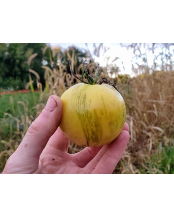 Tomato 'White Zebra' AKA 'Blonde Boar' Seeds (Naturally Grown)