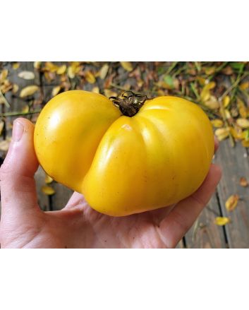 Tomato 'Basinga' 