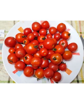 Tomato 'Tumbling Tom Red F2'
