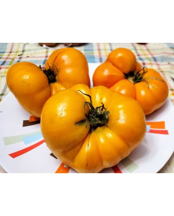 Tomato 'Yellow Brandywine'