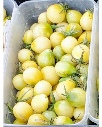 Tomato 'Old Ivory Egg'