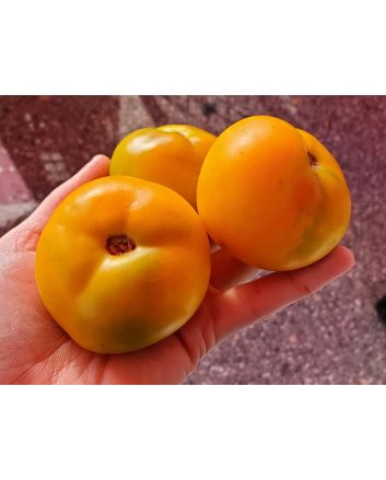 Tomato 'Czech's Excellent Yellow'