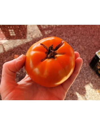 Tomato 'Wisconsin 55' Seeds (Naturally Grown)