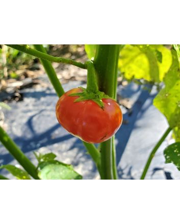 Cannibal's Tomato Seeds (Naturally Grown) 