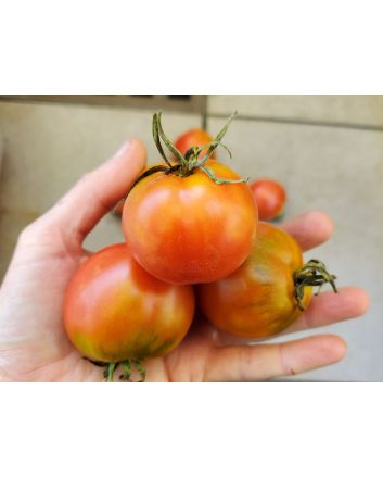 Tomato 'Glacier' Seeds (Naturally Grown)