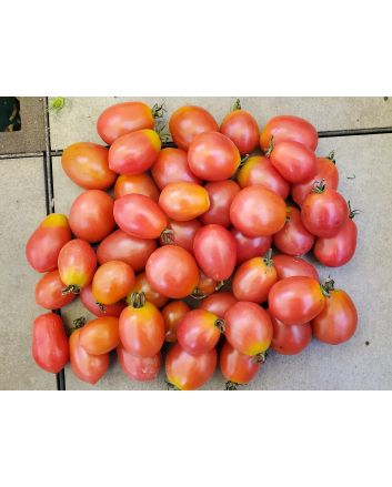 Tomato 'RB Pink Grape'