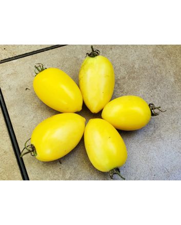 Tomato 'Cream Sausage' AKA 'Banana Cream' 