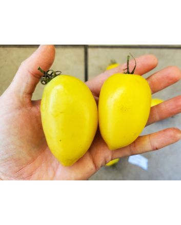 Tomato 'Cream Sausage' AKA 'Banana Cream' 