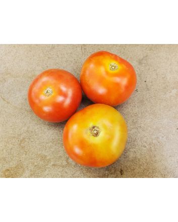 Tomato 'Tomcat F2' Seeds (Naturally Grown)
