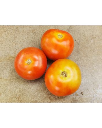 Tomato 'Tomcat F2' Seeds (Naturally Grown)