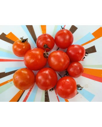 Tomato 'Maskotka' Seeds