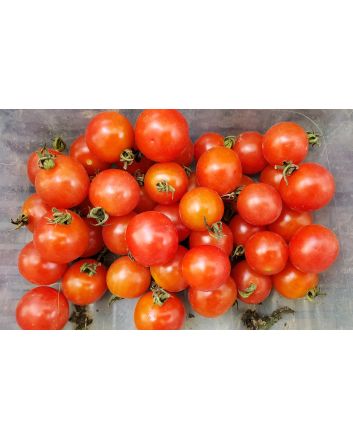 Tomato 'Mexico Midget'