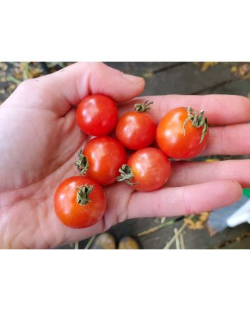 Tomato 'Mexico Midget'