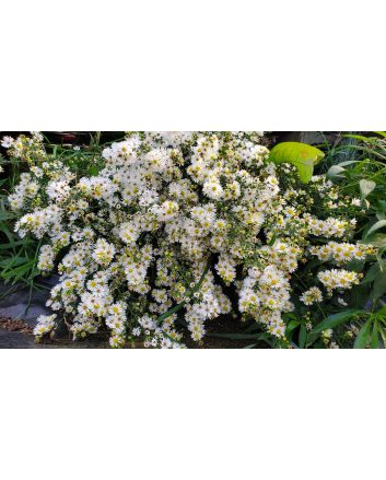 White Heath Aster AKA Wild Aster Seeds (Naturally Grown)