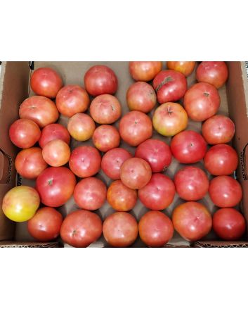 Tomato 'Porter's Pride'