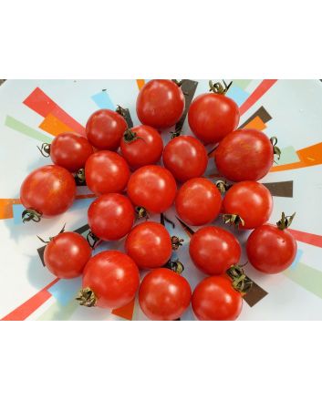 Tomato 'Red Sprinkles' 
