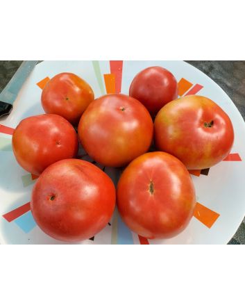 Tomato 'Goose Creek' Seeds (Naturally Grown)