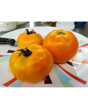 Tomato 'Golden Sunray' 