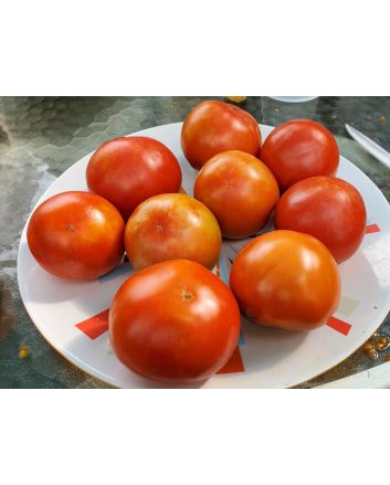 Tomato 'Earliana' Seeds (Naturally Grown)