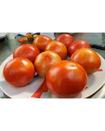 Tomato 'Earliana' Seeds (Naturally Grown)