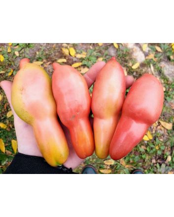 Tomato 'Pink Fang' Seeds (Certified Organic)