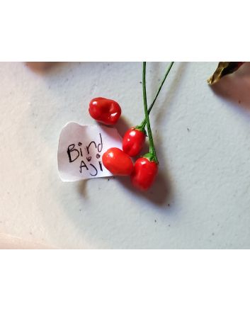 Hot Pepper ‘Bird Aji' Seeds (Naturally Grown)